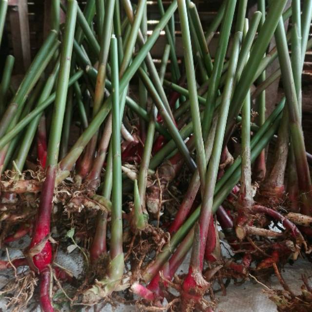 Jual Bibit tanaman  kapulaga 1kg pohon kapol jenis lokal jawa siap tanam ALM