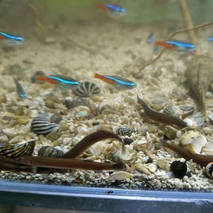 Ready IKAN KUHLI LOACH CHOCOLATE IKAN HIAS IKAN AQUASCAPE PEMAKAN ALGA ALGAEATER