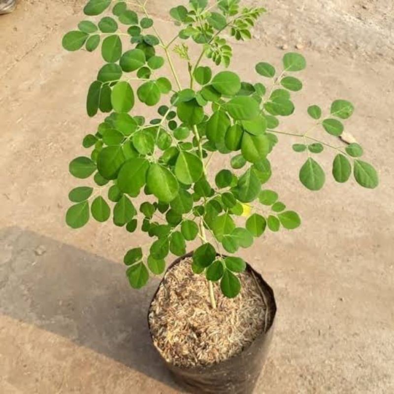 Bibit Tanaman Kelor | Bibit Pohon Kelor asli | Bibit Kelor Herbal