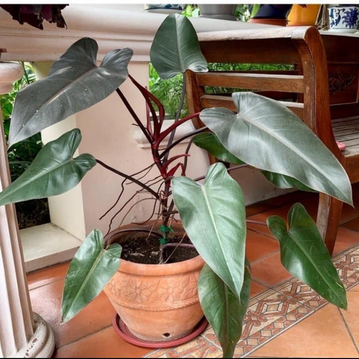 Tanaman hias philodendron black majesty - philodendron black emerald