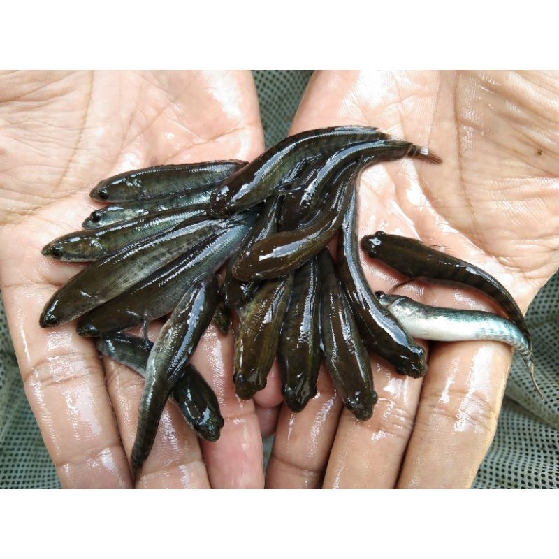 bibit ikan gabus ukuran 5 - 7 cm per 50 ekor / ikan bogo / bibit ikan di bandung