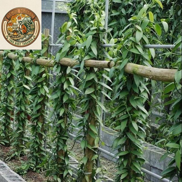Bibit Vanili 1 meter sulur - Bibit vanili Unggul Per meter siap tanam