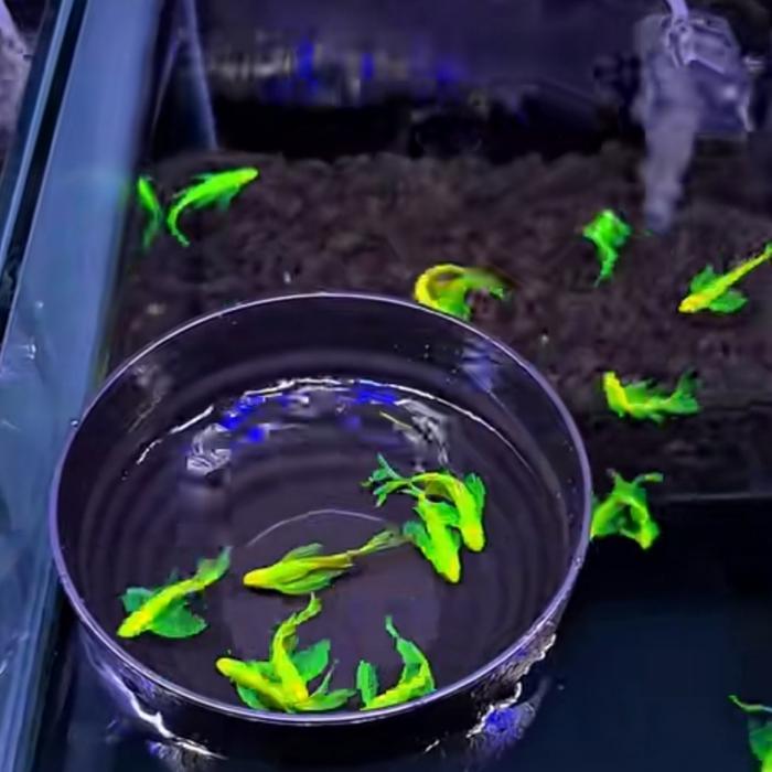 Ready ikan danio slayer hijau , ikan hias danio slayer
