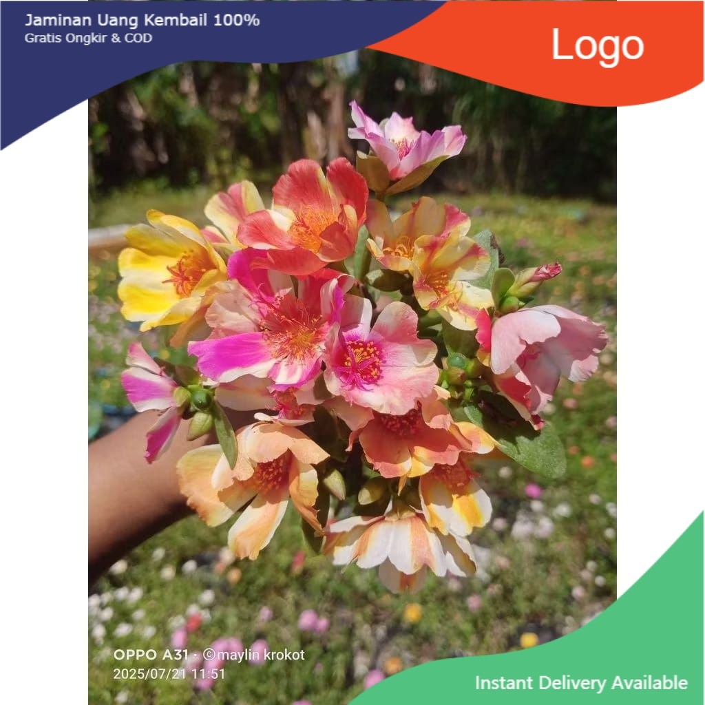 TANAMAN HIAS KROKOT MOSS ROSE WARNA WARNI - POHON HIASAN DEPAN RUMAH SIAP TANAM
