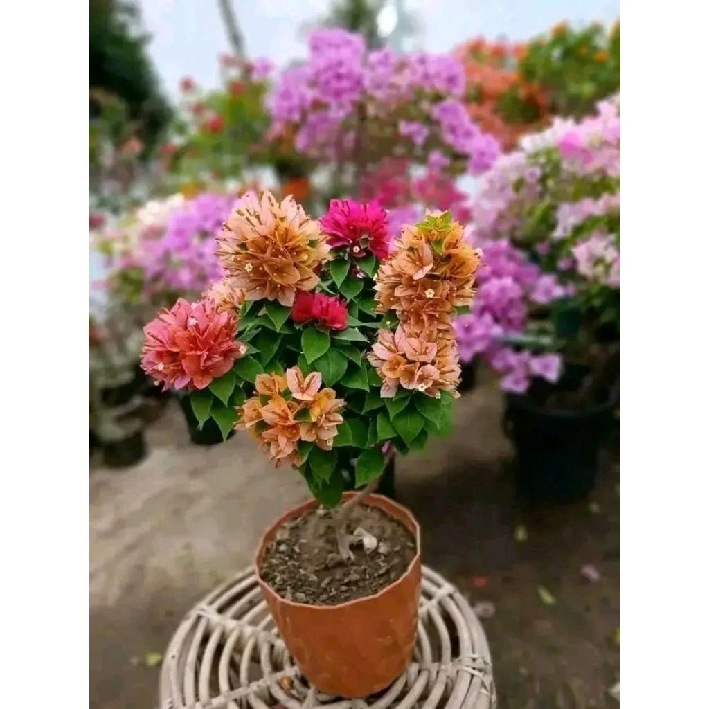 NO 1 SHOPEETANAMAN HIAS Bougenvile/Bugenvi 4-10 WARNA  SINGAPORE ICE BUNGA KERTAS BIBIT BAHAN BONSAI