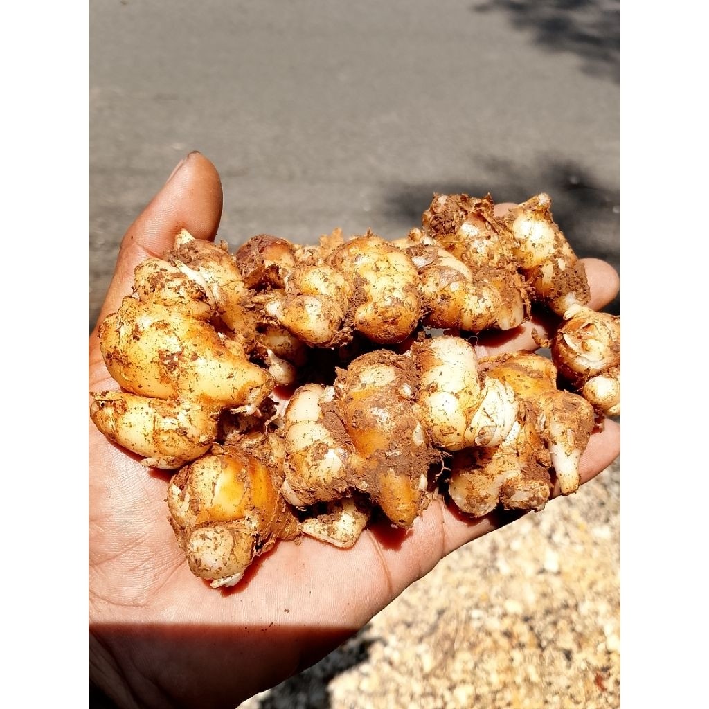 KENCUR STW/SETENGAH TUA UNTUK BUMBU SEBLAK 1kg. KENCUR ISI PUTIH KENCUR SETENGAH TUA