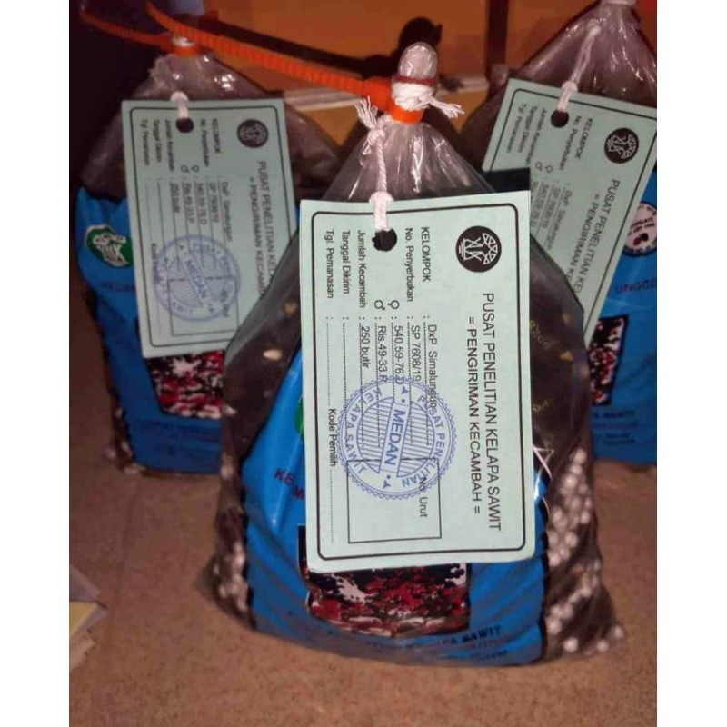 BIBIT KELAPA SAWIT  DXP PPKS SIMALUNGUN BUAH BESAR SUPER