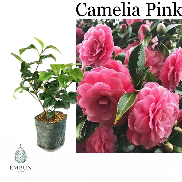 tanaman hias Bunga Camelia pink - Bibit bunga camelia bibit tanaman kamelia asli cangkok