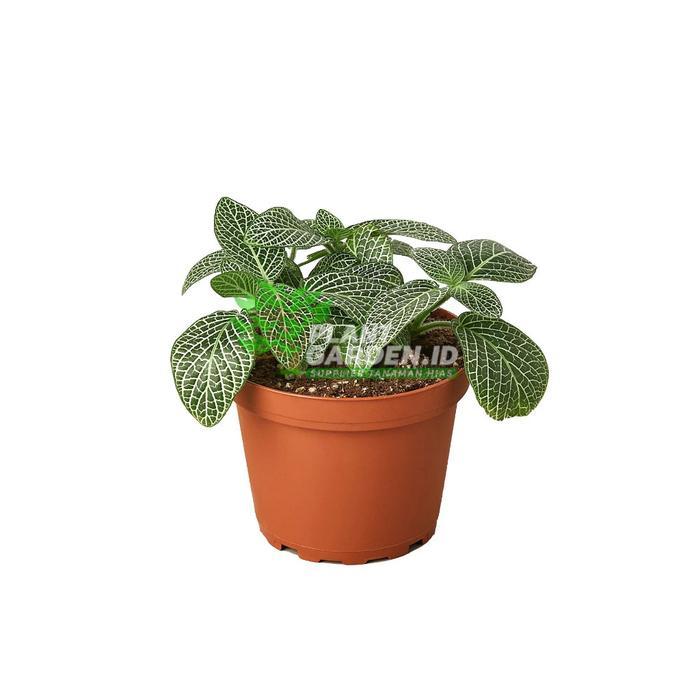 Promo (BISA COD) tanaman hias fittonia verschaffeltii fittonia leather leaf Tanaman hidup cocok untu