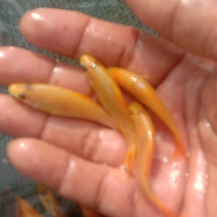Ready Paket 50 ekor Ikan THERAPIST Ikan Terapi Nilem Lemon & hitam
