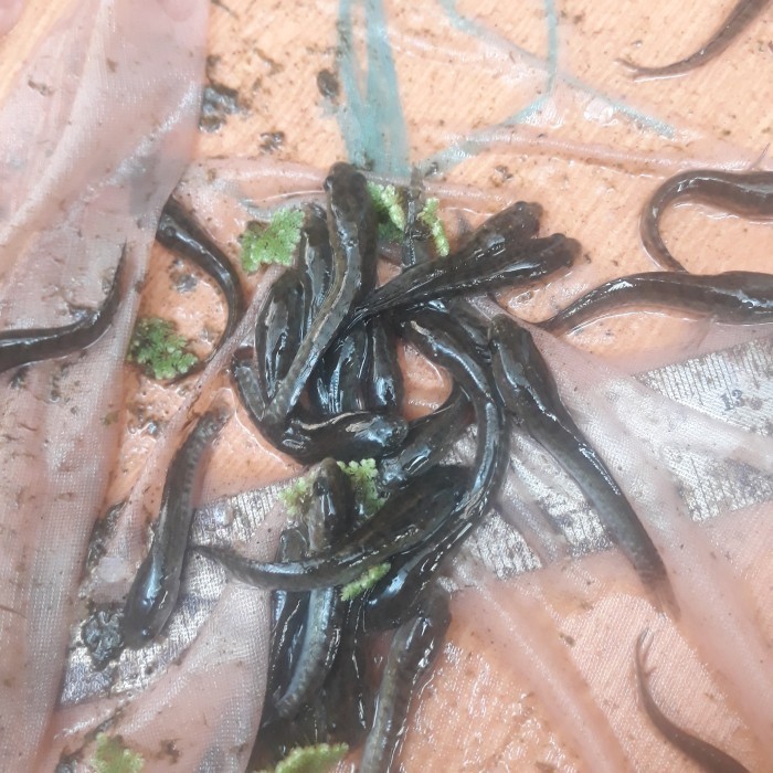 bibit/benih ikan gabus/cingok uk 7 - 9 cm per 50 ekor / ikan bogo