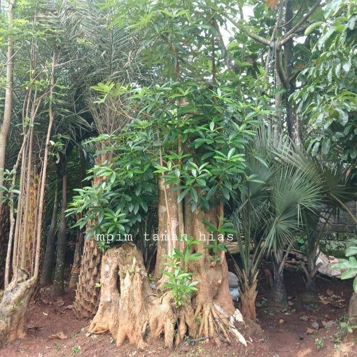pohon pule fosil tanaman pule