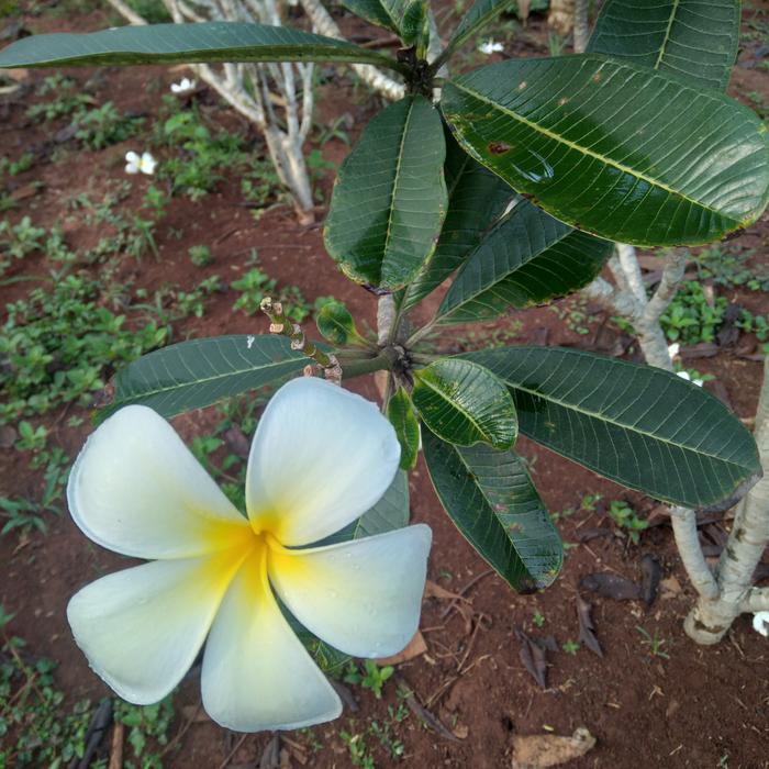Pohon kamboja  Bunga putih.
