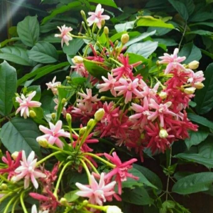 pohon bunga melati Belanda
