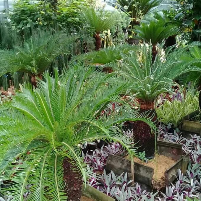 Tanaman hias. Pohon Sikas + Pot hitam.