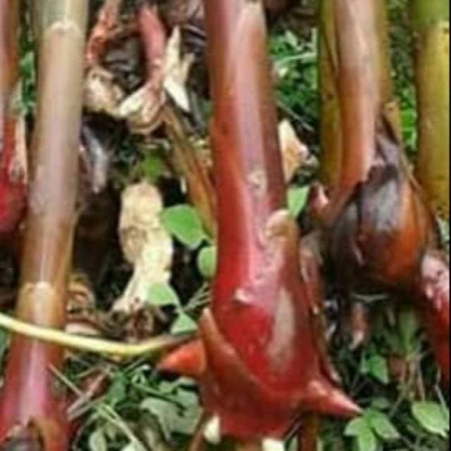 New Promo Bibit kecombrang merah 1 pohon sudah ada tunas 1-2  siap tanam S.K.Store