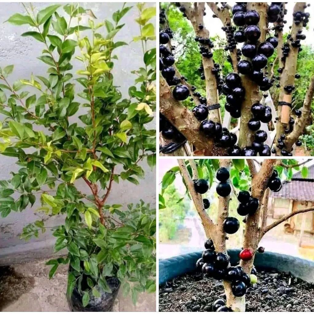 (BISA Cod) Anggur Brazil 1Meter Tanaman Buah Anggur Brazil sabara - Tanamanhias Anggur Brazil