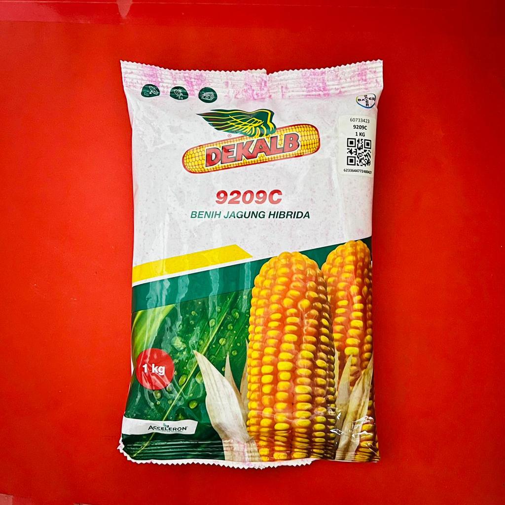 Benih jagung Hibrida DEKALB 771 dekalb 9209c batang kokoh isi 1 kg dari ACCELERON