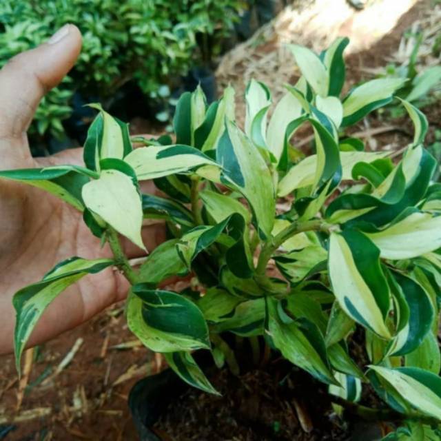 Tanaman hias pacing pentul variegata - varigata pacing - pacing pentul