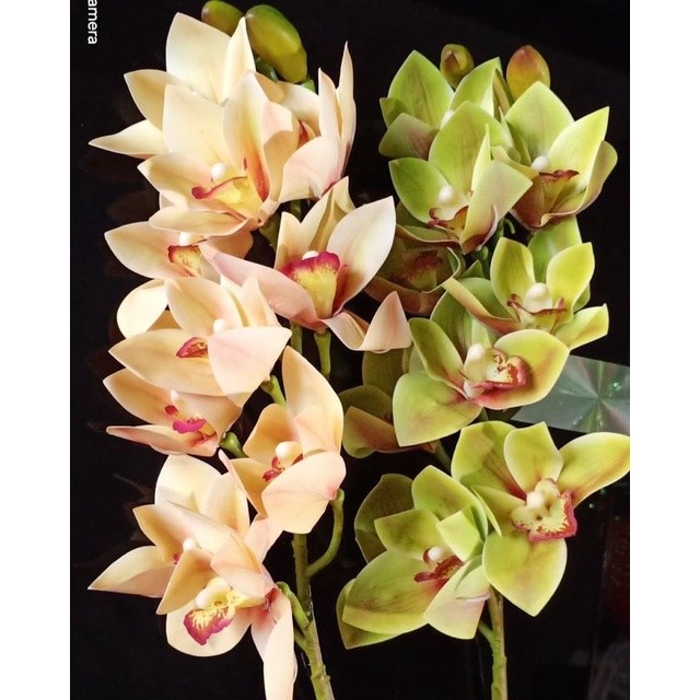 Bunga Anggrek cymbidium - Bunga anggrek -Bunga hias anggrek - Tanaman Hias Hidup - Bunga Hidup - Bun
