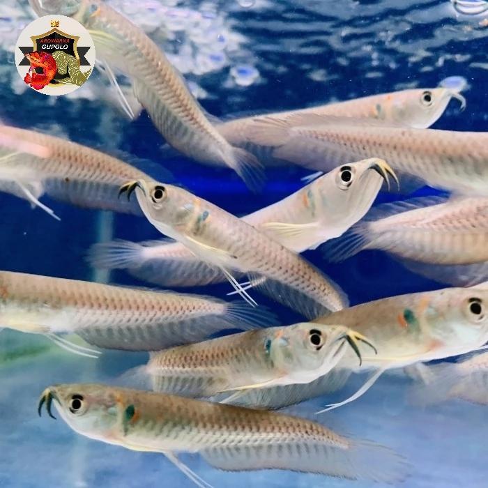 Ready arwana silver red / silver brazil serat merah ukuran 8-10cm ikan hias air tawar full garansi