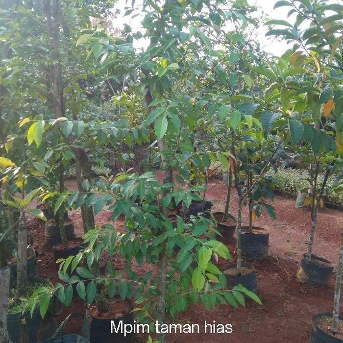 pohon salam. pohon bumbu dapur.tinggi pohon 3 mtr