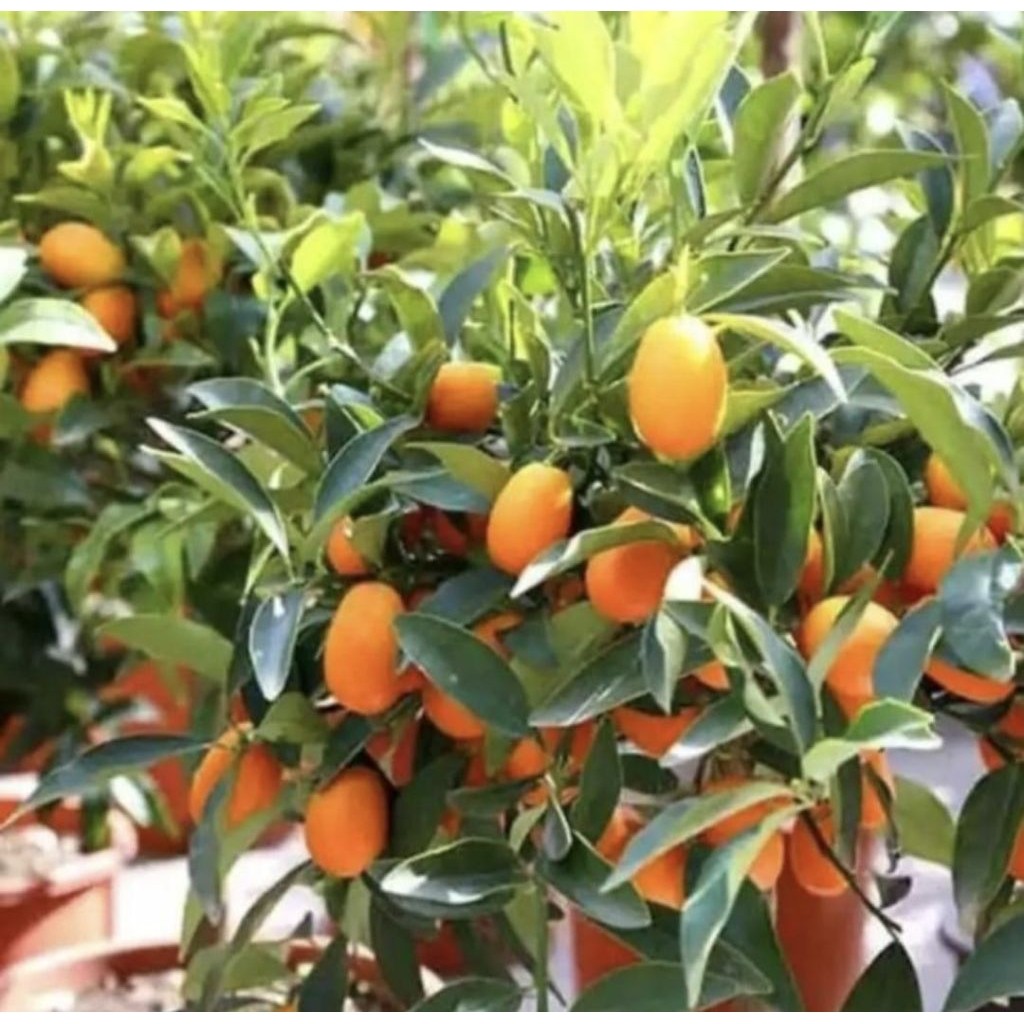 Pohon jeruk nagami okulasi bibit tanaman pohon buah jeruk nagami