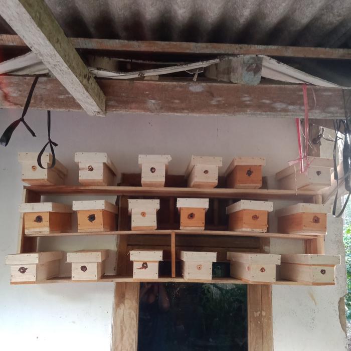 Ready koloni lebah klanceng/kelulut/trigona - koloni super