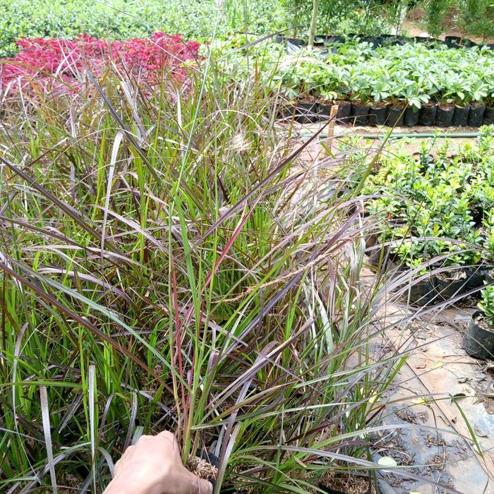 Tanaman Hias Alang-Alang merah// alang merah