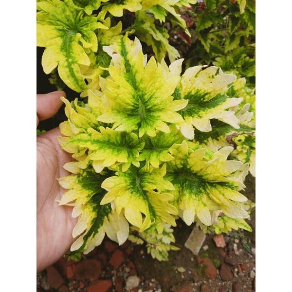 tanaman hias miana kuning/miana yellow/rimbun dan berakar JENIS MIANA/MACAM MACAM MIANA - A