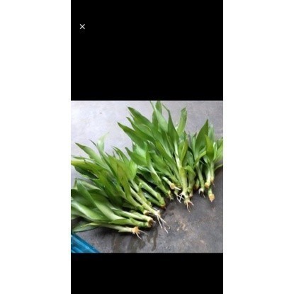 TANAMAN HIAS  BAMBU HOKI/SRI REJEKI/Bisa buat hiasan aquarium