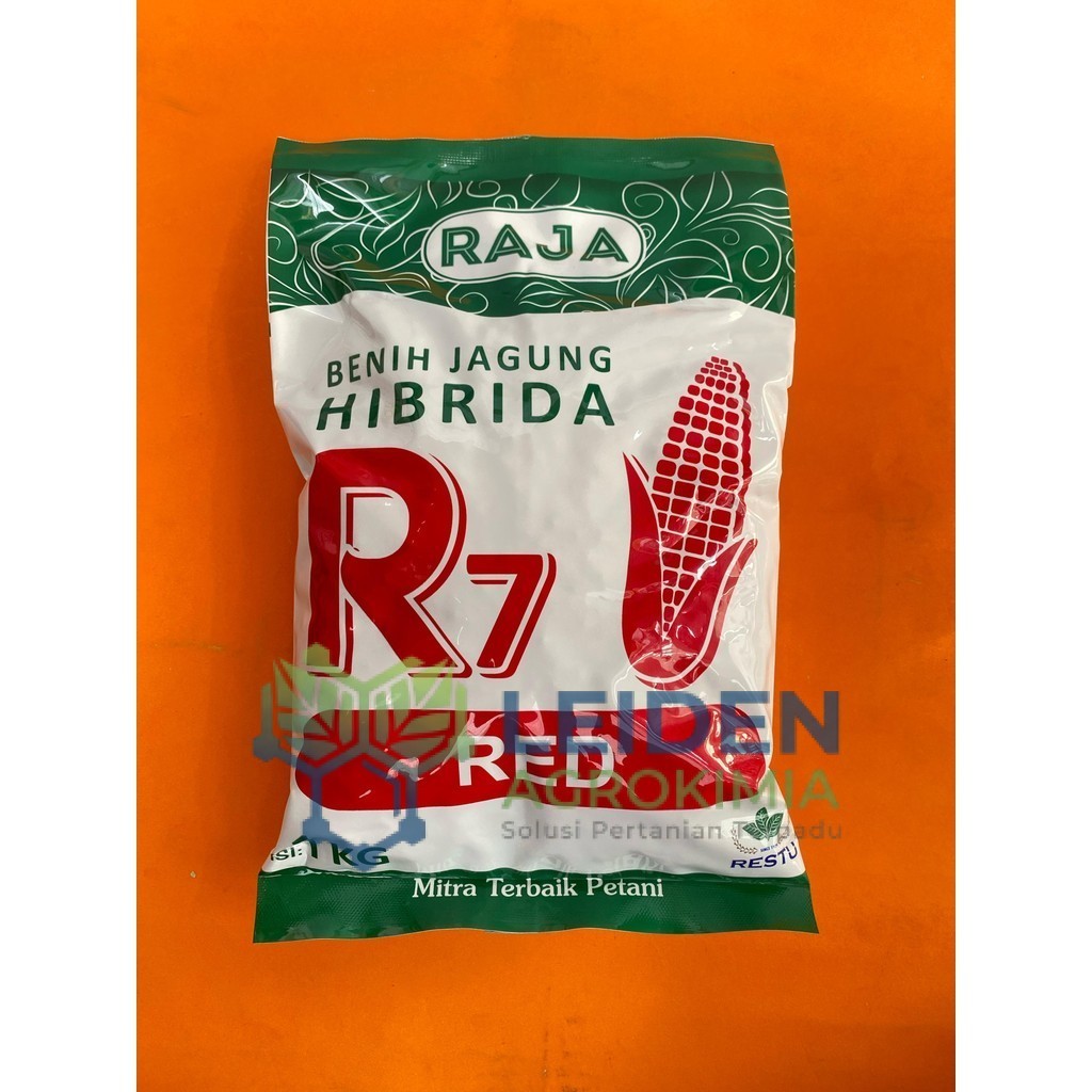 Benih Jagung Hibrida tahan bulai R7 RED ULTIMATE GOLD UNION berat 1kg dari RAJA