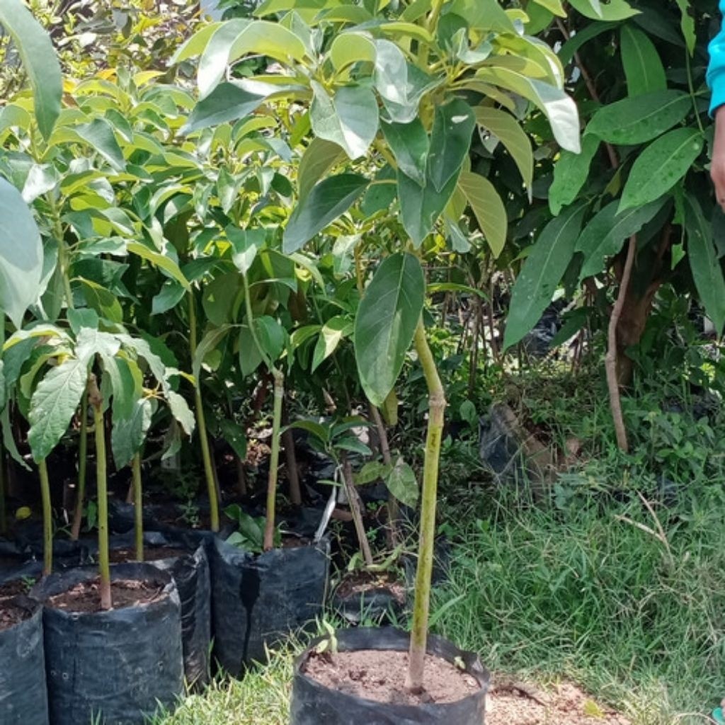 Bibit Alpukat Markus/Kendil Super Jumbo Siap Tanam