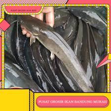 Lele konsumsi  segar sudah di bersihkan 1KG GROSIR BANDUNG grosir bdg instant