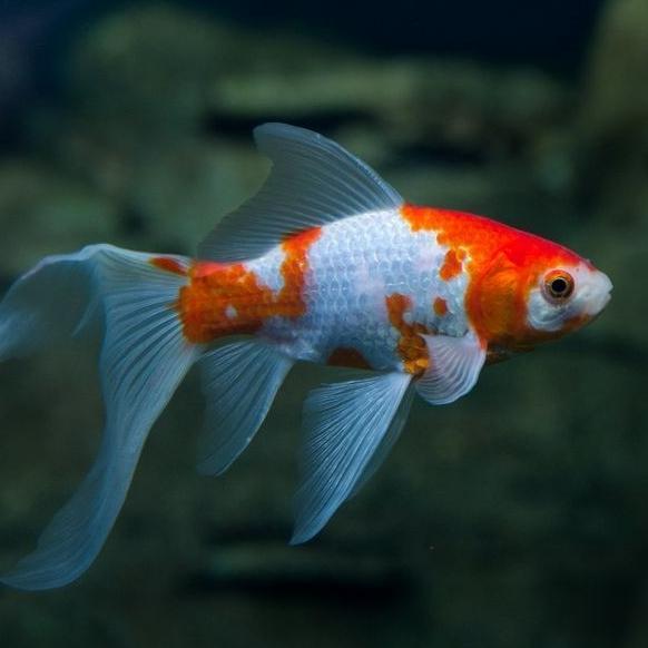 Ready IKAN HIAS IKAN KOMET SLAYER