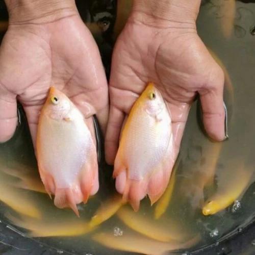Ready bibit ikan gurame padang nyuper / benih ikan gurame super 8-10 cm
