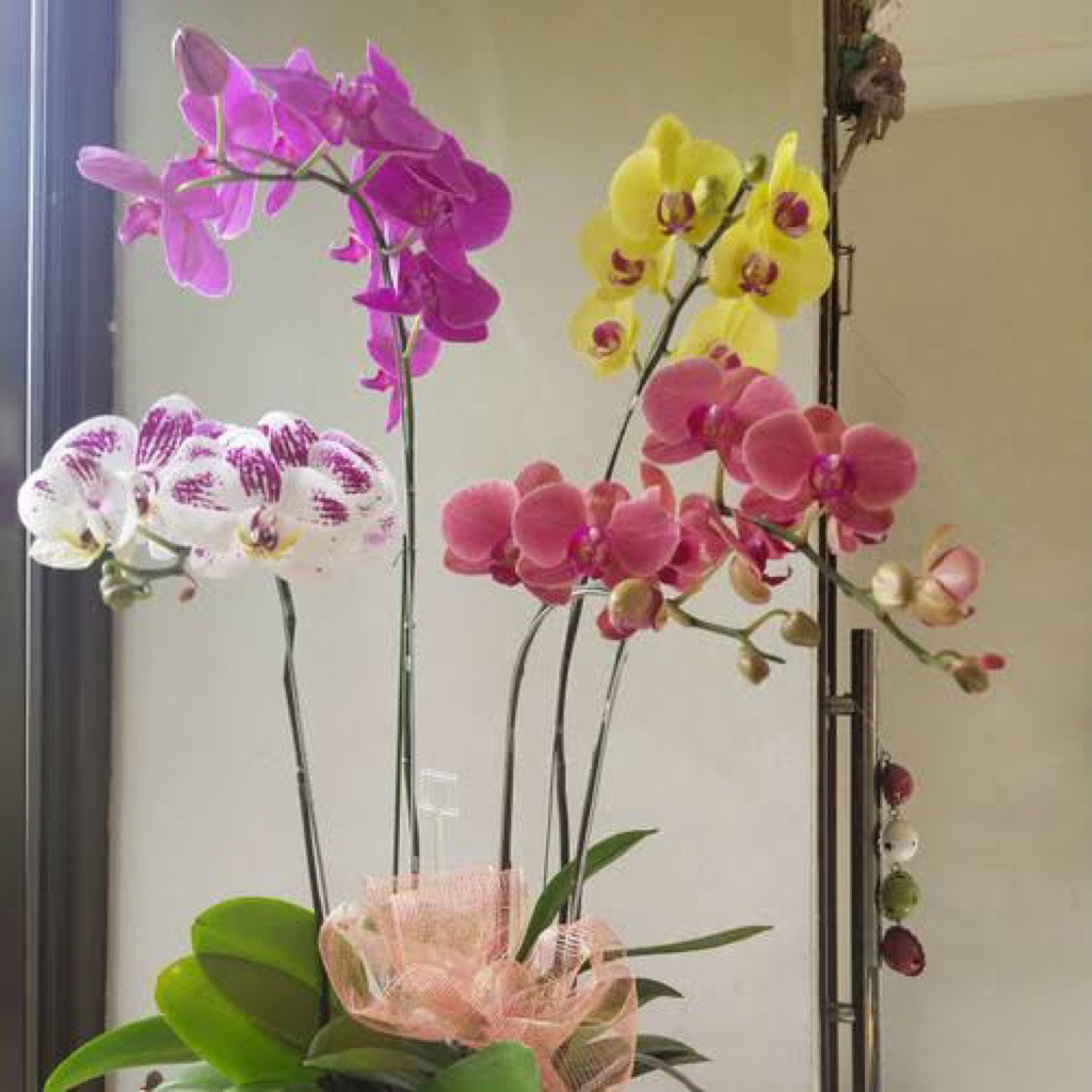 (PROMO) Tanaman hias anggrek dendrobium ORIGINAL / tanaman bunga anggrek PREMIUM ORIGINAL