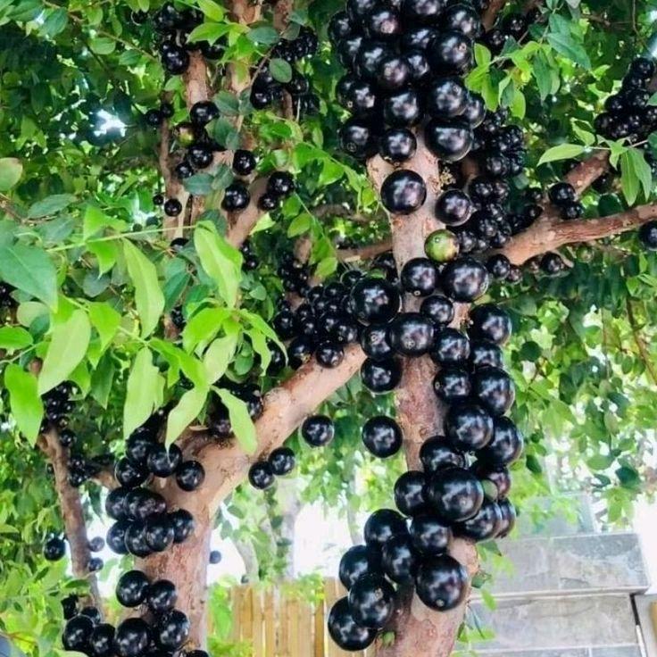 Bibit Tanaman Anggur Pohon Brazil Sabara Stek Jaboticaba Asli Kualitas Terbaik