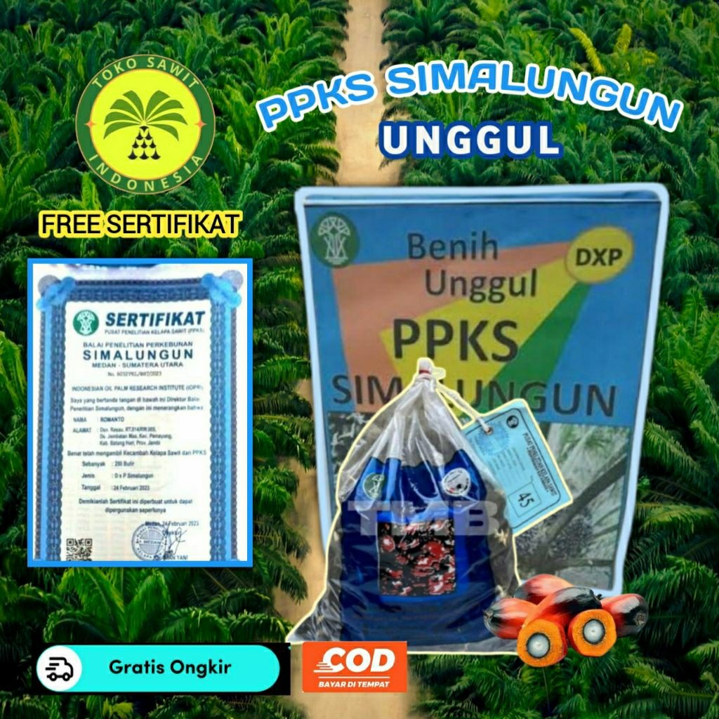 Bibit Sawit PPKS SIMALUNGUN Unggul Berkualitas Bersertifikat