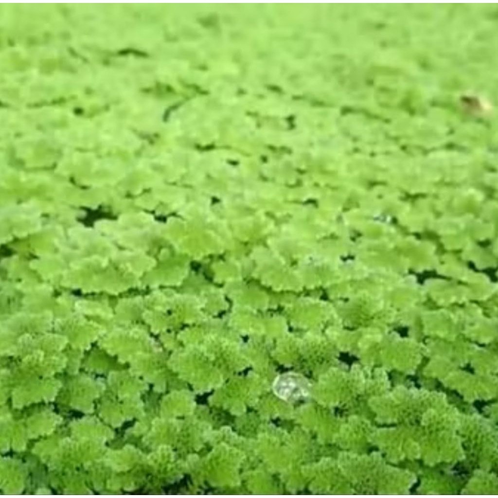 Bibit/Benih Azolla pinnata/microphylla pakan alternatif  1KG murah meriah