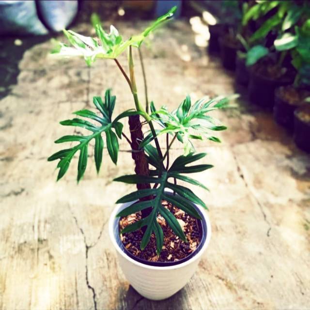 Tanaman hias philodendron mayoi - philodendron mayoi