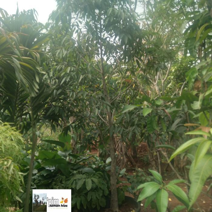 Pohon Beringin Keraton
