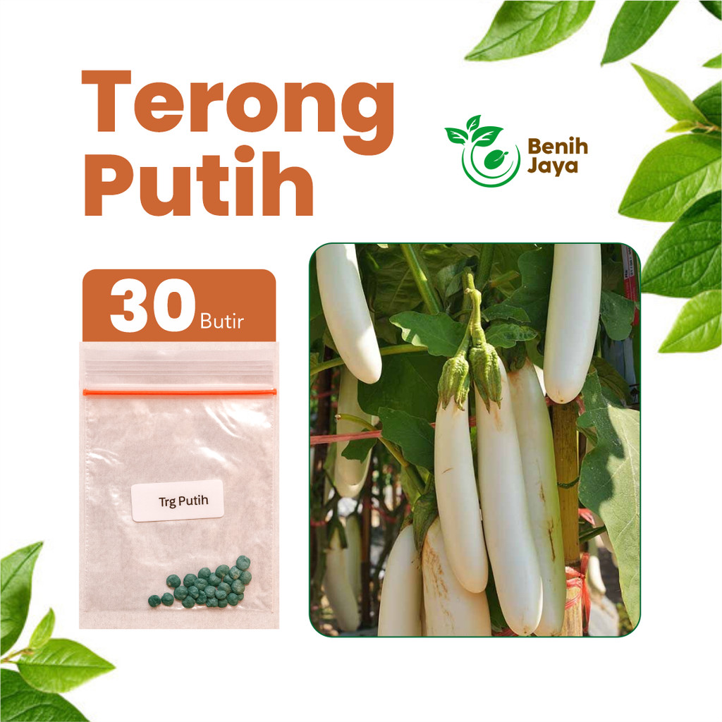 BENIH JAYA - Benih Terong Putih Unggul Bibit Terong Putih Super Benih Terong Premium Berkualitas