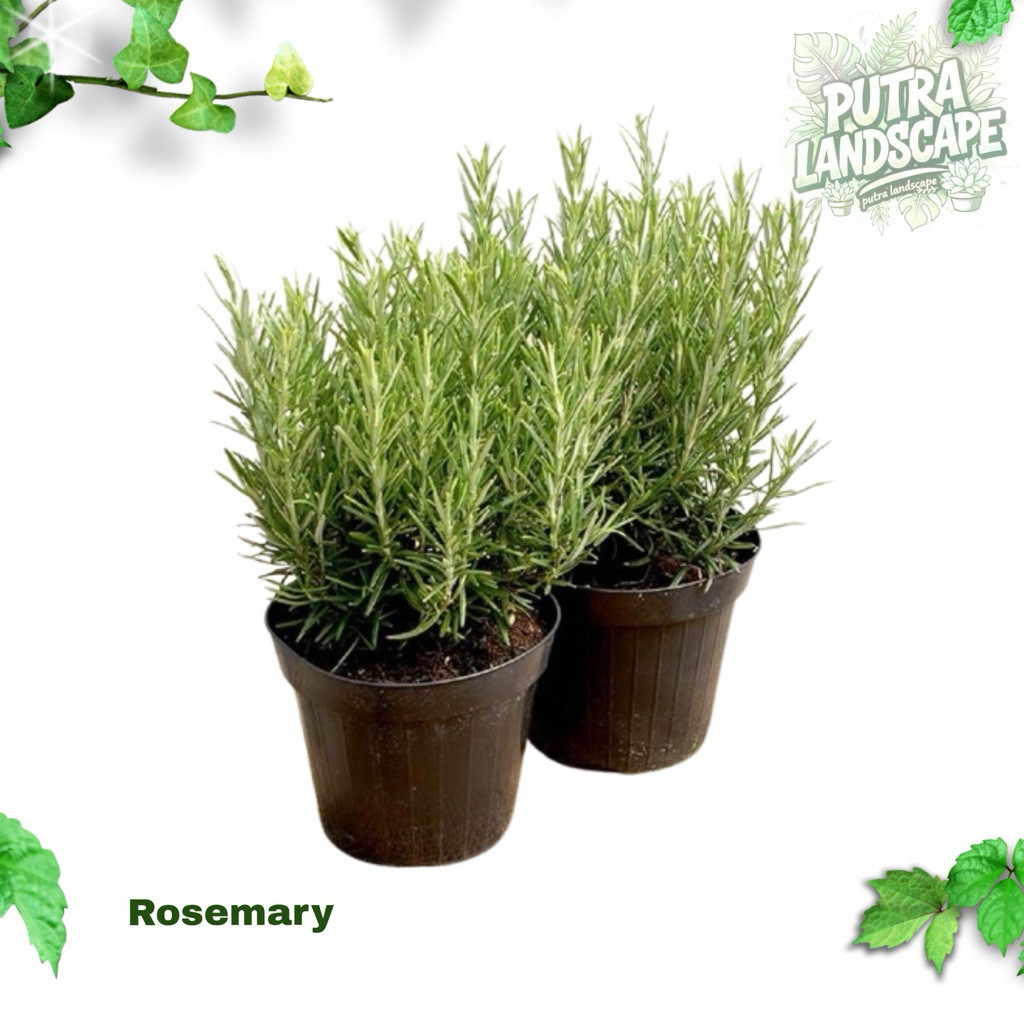 tanaman hias rosemary (tanaman rosemary)