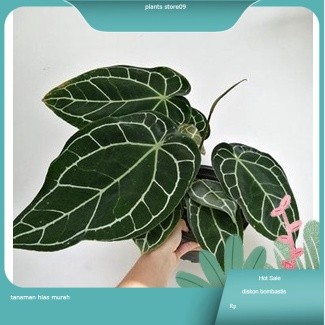 Anthurium crystallinum / Pohon kuping gajah - tanaman hias kuping gajah -Tanaman hidup bunga hias hi