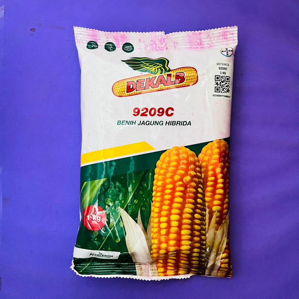 Benih jagung hibrida tahan bulai DEKALB 771 dekalb 9209C isi 1kg dari ACCELERON