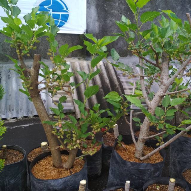 Bonsai Murbei Arbei Bahan Jumbo Batang Besar