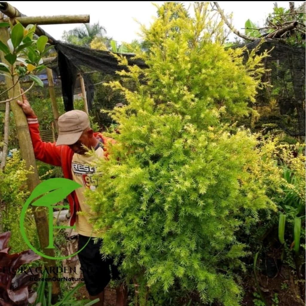 Pohon Artificial Cemara Melaleuca - Cemara Melaleuca Golden Artificial Asli - Cemara Malika Artifici
