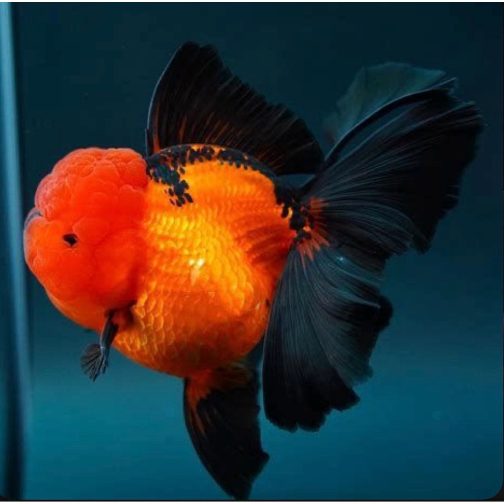 TURUN GARGA  Ready Stiker Koki Oranda black gold JUMBO Super Cantik Blitar Grade A