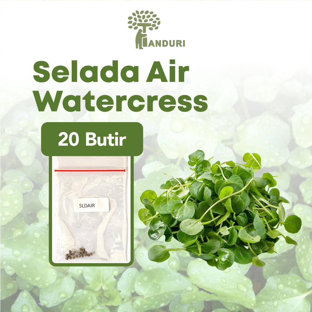 TANDURI - Benih Selada Air Watercress Unggul, Bibit Super Selada Air Bibit Mudah Tumbuh